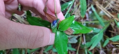 Commelina