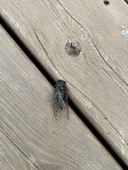 Neotibicen canicularis