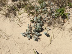 Artemisia stelleriana