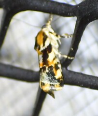 Spragueia jaguaralis