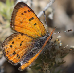 Lycaena cupreus