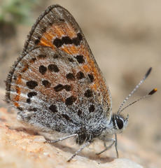 Lycaena cupreus