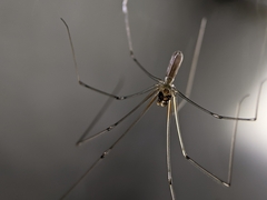 Pholcus phalangioides