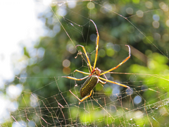 Trichonephila clavipes