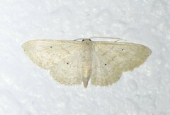 Scopula benitaria