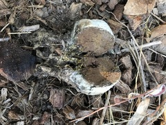Pisolithus tinctorius