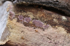 Phlebiopsis crassa