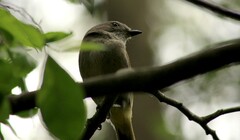 Pachycephala pectoralis