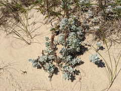 Artemisia stelleriana