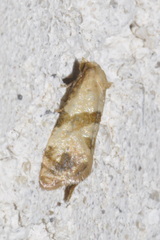 Phalonidia contractana