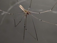 Pholcus phalangioides