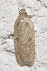 Agonopterix