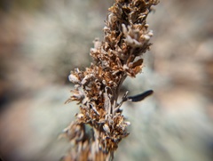 Artemisia stelleriana