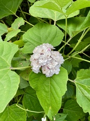 Clerodendrum chinense