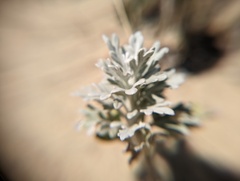 Artemisia stelleriana