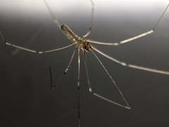 Pholcus phalangioides