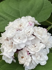 Clerodendrum chinense