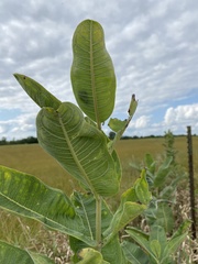 Asclepias syriaca