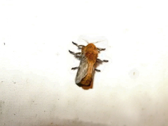 Megalopyge vulpina