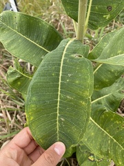 Asclepias syriaca