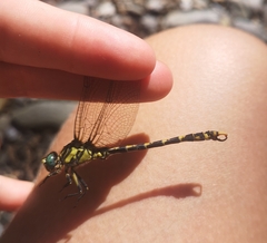 Onychogomphus uncatus