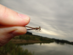 Lestes barbarus