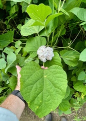 Clerodendrum chinense