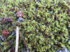 Syntrichia ruralis