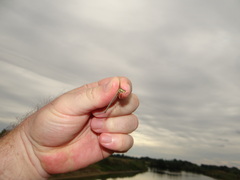 Lestes barbarus