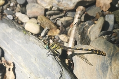 Onychogomphus uncatus