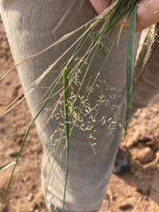 Eragrostis lehmanniana