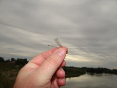 Lestes barbarus