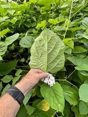 Clerodendrum chinense