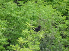 Turdus merula