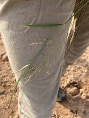 Eragrostis lehmanniana