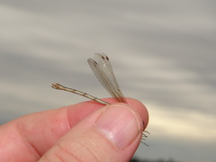 Lestes barbarus