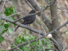 Turdus merula
