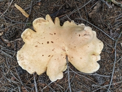 Albatrellaceae