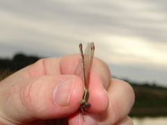Lestes barbarus