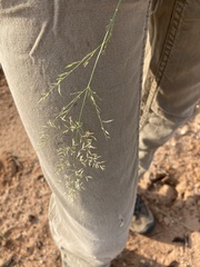Eragrostis lehmanniana