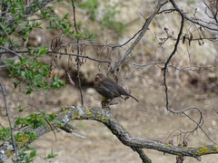 Turdus merula