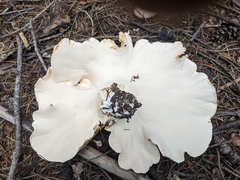 Albatrellaceae