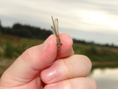 Lestes barbarus