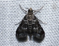 Elophila obliteralis