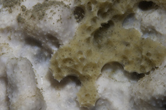Dysideidae