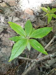 Lysimachia borealis