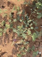 Dalea lanata
