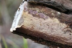 Phlebiopsis crassa