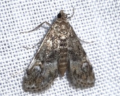 Elophila obliteralis