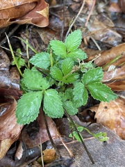 Potentilla indica